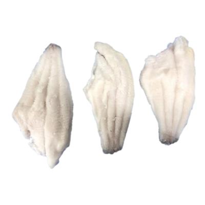 China Channel good quality low sugar catfish bandeau big big frozen catfish for sale