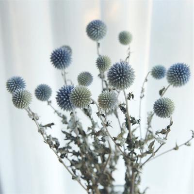 China Contact Wholesale Natural Preserved Decorative Flowers Planet Flower Reservation Blue Echinops For Home Decor for sale