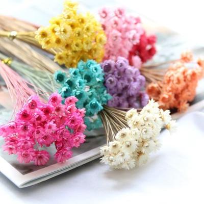 China Natural Touch Naturally Preserved Brazilian Small Star Flower For Decoration On Central Statistical Institute for sale