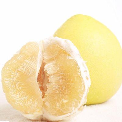 China 2021 Fresh New Crop Low Price Honey Pomelo Grapefruit For Sale for sale