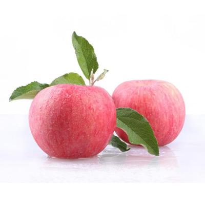 China Fresh sweet fruit Fuji red Apple fresh hot season of 2021 sales of new for sale