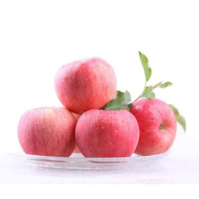 China Newest Hot Selling Chinese Fresh Fruit Fresh Red Fuji Cultivation Apple for sale