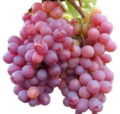 China Fresh Good Quality Crimson Shine Muscat Black Seedless Grapes for sale