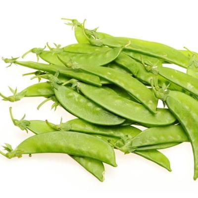 China 2021 New Crop Hot Selling Chinese Fresh Green Snow Pea Good L: 6cm-10cm for sale