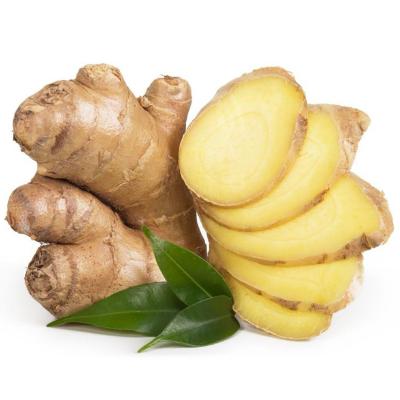 China Fresh New Culture Ginger From Ginger Supplier Good Fresh Wet Dry Ginger for sale