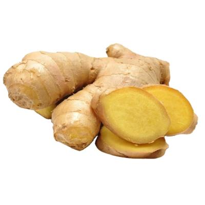 China 2021 New Culture Fresh Export Chinese Dry Air Fresh Ginger for sale