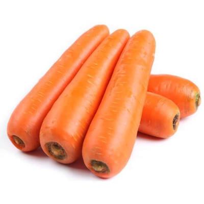 China Fresh New Culture Chinese Carrot For Wholesale Top Grade Red Natural Carrots for sale