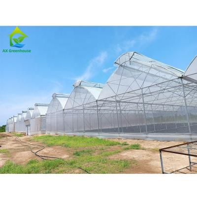 China Invernadero de aluminio del túnel del palmo multi para la planta de las verduras de las flores en venta