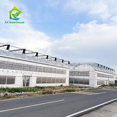 China Tropical Multi Span Polytunnel Plastic Film Berry Greenhouse With Hydroponic System for sale