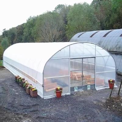 China Tropical Tomato Growing Plastic Single-span Film Greenhouse Wholesale For Vegetables for sale