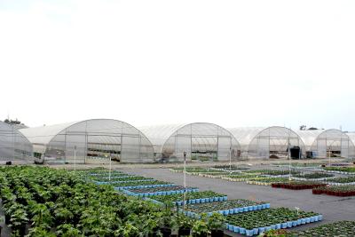 Chine Plastique PE film résistant au vent Poly tunnel Tomate Serre À vendre à vendre