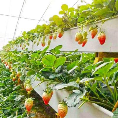 China Agricultura en interiores Sistema hidropónico NFT sin suelo de cultivo de soluciones nutritivas en venta