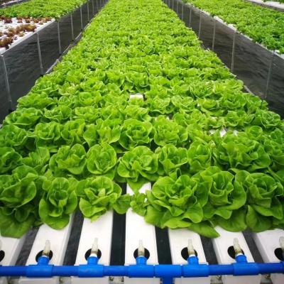 China Soilless Indoor Farming Strawberry Growing PVC Tube For Hydroponics NFT System For Sale for sale