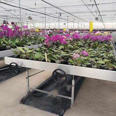 China Efecto de flujo y reflujo Invernadero Cultivo de flores Tabla de cultivo Banco rodante para semillas en venta