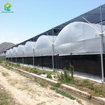 China Tamanho personalizado Agricultura Tropical Polytunnel Filme de plástico Tomate Estufas à venda