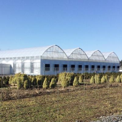 China Multi-span UV Resistant Plastic Film Poly Tunnel Nursery Vegetable Tomato Greenhouses for sale