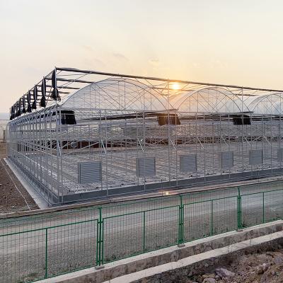 China Multi-span Large Poly Tunnel Plastic Film Tomato Hydroponic Berry Greenhouse à venda