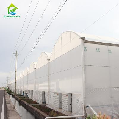 China Multi-span Film Blackout Greenhouse for Year-Round Vegetable Cultivation for sale