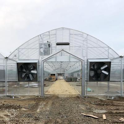 China Multi-span Plastic UV Resistant Film Tunnel Agricultural Blueberry Greenhouse for sale