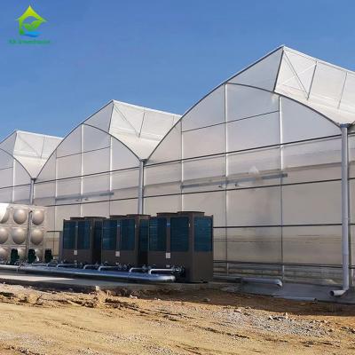 China Film Covered Multi-span Tomato Greenhouse with Sawtooth Top Ventilation and Irrigation System for sale