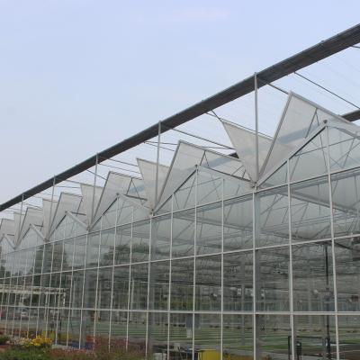 China Commerciële multi-span Venlo gehard glas dak ventilatie kas voor bloemen Te koop