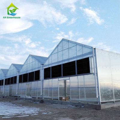 Chine La gouttière médicale de l'herbe CBD Gable Light Deprivation Greenhouse Multispan relient la serre chaude à vendre