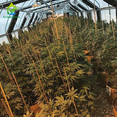 China Hemp Cultivation Light Deprivation Greenhouse for sale