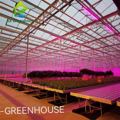 China Intelligente Hydroponic Rozenserre Te koop