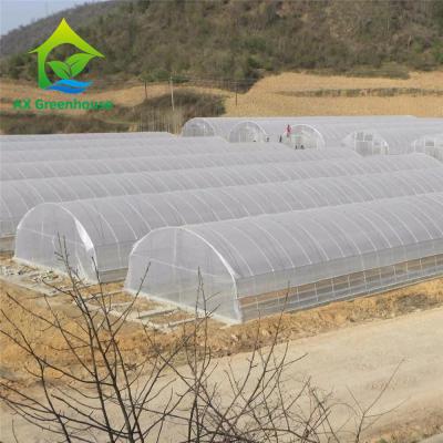 China Hydroponic Tropische Serre van Gebiedspolytunnel met Klimaatcontrole Te koop