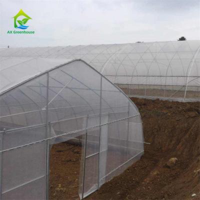 China Polytunnel-Gewächshaus-wirtschaftliches gotischer Bogen-Gewächshaus Serre Gothique 240m2 zu verkaufen