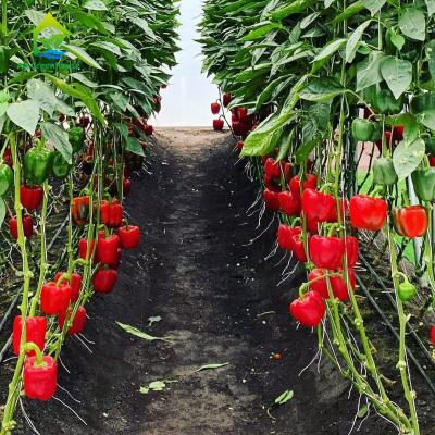 Chine Kit de potager de balcon de tuyau de PVC de Cherry Soilless Hydroponic System NFT de pastèque à vendre