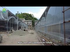 Multi-span Plastic Film Greenhouse Project