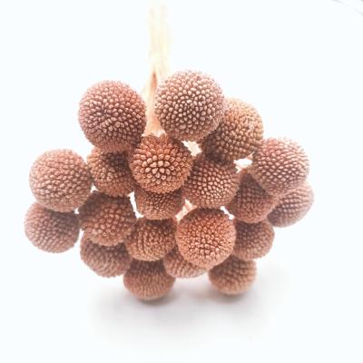 China Real natural golden ball flower craspedia dried golden billy balls 2-2.5cm XL size preserved golden ball for dried flower bouquet decoration for sale