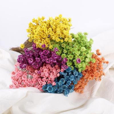 China Natural Fresh Flower Preserved Brazilian Small Star Flower Dry Flower For Home Decor Decorations for sale