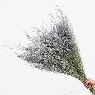 China Events Decoration Natural Dried Natural Dried Grass Lover Grass Limonium Preserved Flower For Home Decor for sale