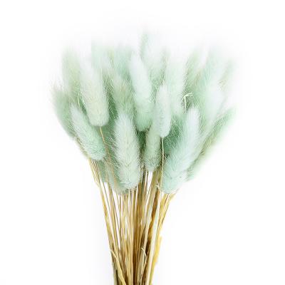 China Events Decoration 30 Stems Per Group Dried Flowers Bunny Tail Grass For Bouquet for sale