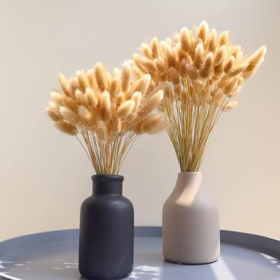 China Events Decoration Lagurus Ovatus 60 Pcs Bunny Tails Natural Dried Grass For Flower Arrangements for sale