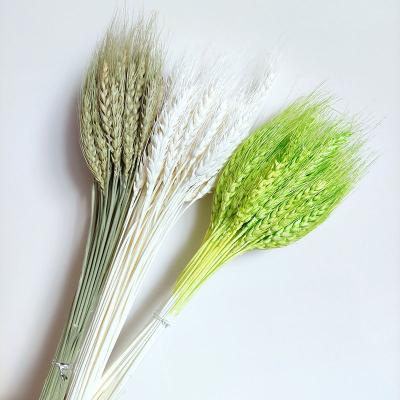 China Natural Fresh Flower Wheat Straw Wheat Flower Dried Flowers For Home Decor Wedding Decoration for sale