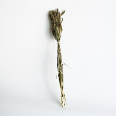 China Casual Home Decor Plant Lagurus Ovatus Natural Dry Rabbit Tail Real Pampas Bunny Tail Grass With 60 PCs Per Pack for sale