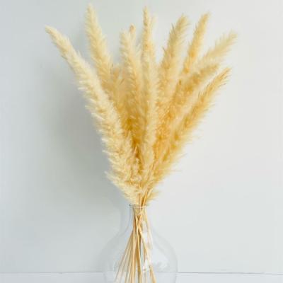 China Natural Pampas Grass Wedding Long Blooms Natural Pampas Flower Small Reed Decorative Pampas Grass Bunny Tails Pampas Dry Flowers for sale