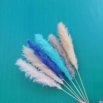 China Hot Sale Events Decoration Amazon Flowers Dry Fluffy Tubular Natural Pampas Grass Great For Wedding Decor for sale