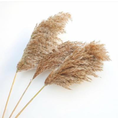 China Minimalist Phragmites Tubular Factory Supply Small Wild Fluffy Dry Flowers Plant Supply for sale