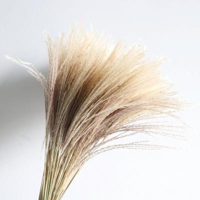 China Wholesale Events Decoration Ponytail Dried Flower Plant Supply Natural Fluffy Pampas Grass Small For Amazon Decorative Flower for sale