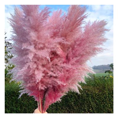 China Large Decorative Pampas Grass Dry Decorative Pampas Grass Natural Grass Flowers And Garlands Phragmites Wholesale Pampas Grass for sale