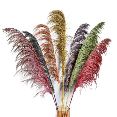 China Pampas Grass Dried Pampas Grass Great Pampas Grass For Wedding Decoration Christmas Decorations for sale