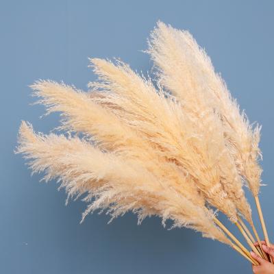 China Pampas Grass Dried Pampas Grass Great Pampas Grass For Wedding Decoration Christmas Decorations for sale