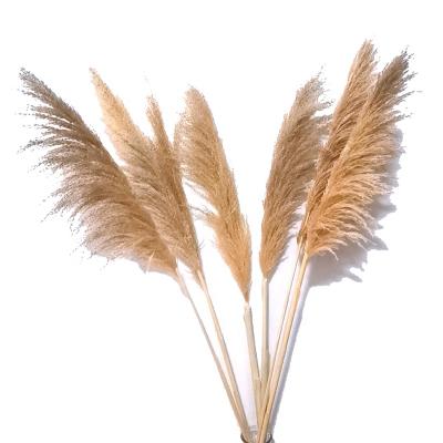 China Wholesale Plant Flower Arrangement 40 To 55 Inches Boho Decor Large Size Natural Dry Flower Pampas Grass For Wedding Activity for sale