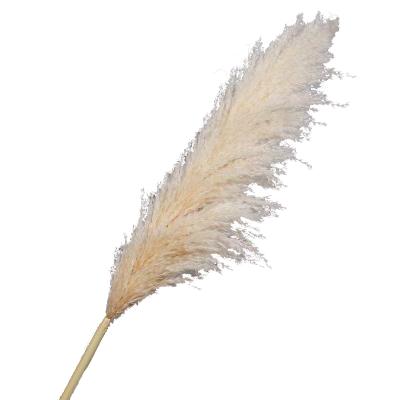 China Large Size Flower Arrangement Amazon Hot Sale Beige White Natural Dry Ornamental Pampas Grass for sale