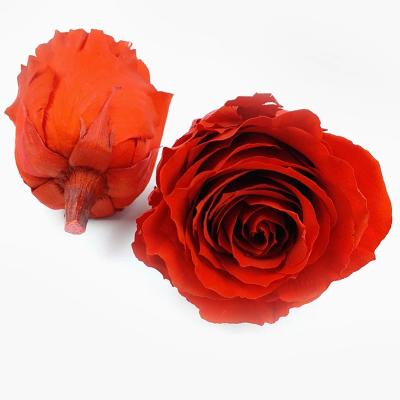 China Decoration Level A+ 6 To 7 Cm Large Size Durable Rose Flower Preserved Roses Heads 3 Pieces In Box for sale