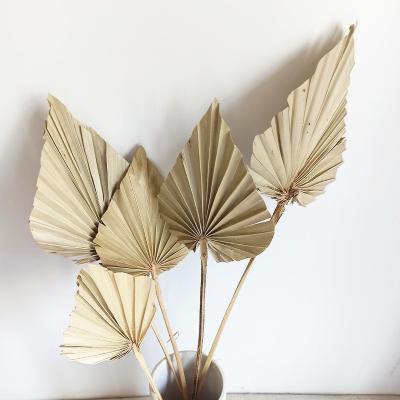 China Wholesale Events Decoration Flowers Dried Palm Leaves Dry Palm Fans Mini Sun Palm Spears For Party Decoration for sale